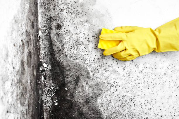 Best Environmental Consulting for Mold Prevention  in Long Beach, MS
