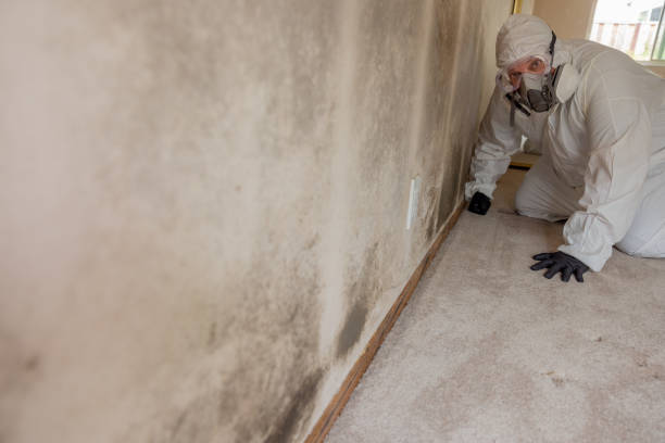 Best Mold Damage Restoration  in Long Beach, MS